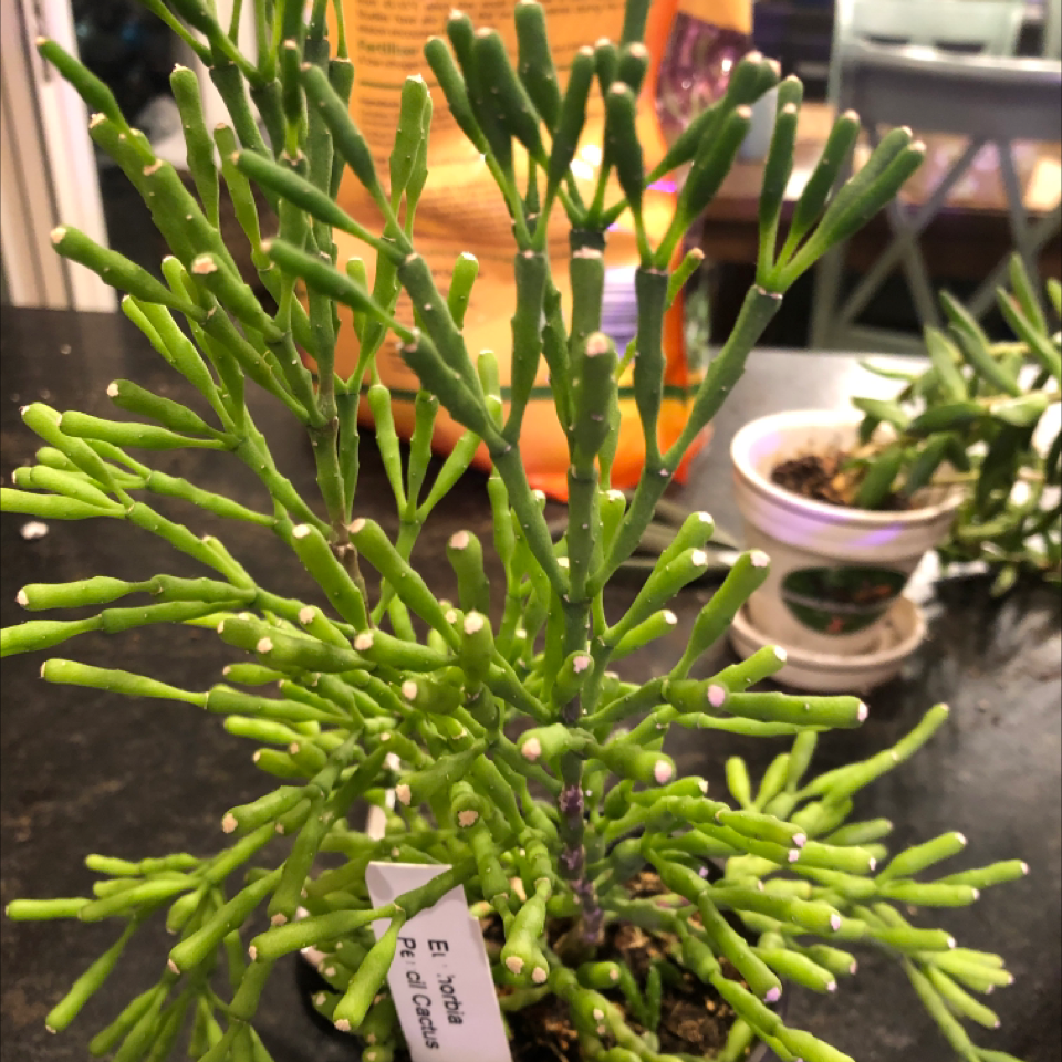 Healthy Dancing Bones plant with vibrant green stems in a pot. Another plant is visible in the background.