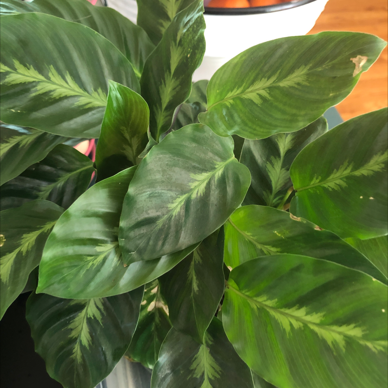 Healthy Prayer Plant 'Maui Queen' with vibrant green patterned leaves.