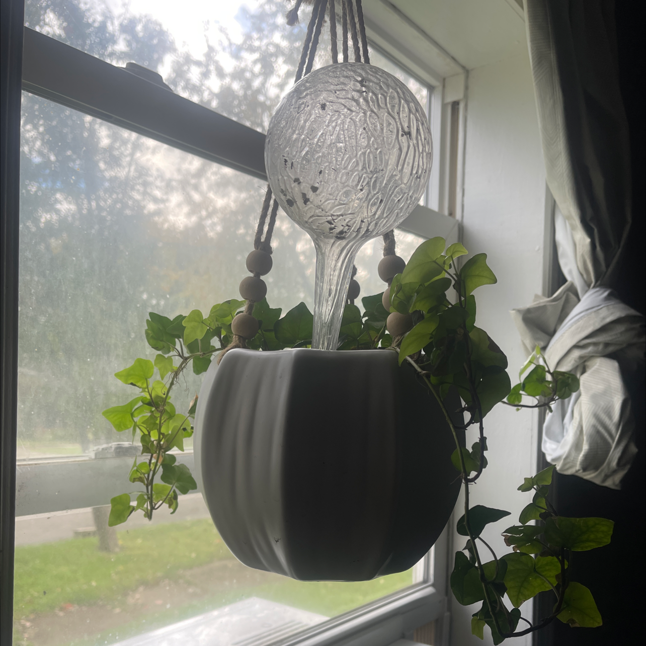 English Ivy plant photo by Sheridan named Mercy on Greg, the plant care app.