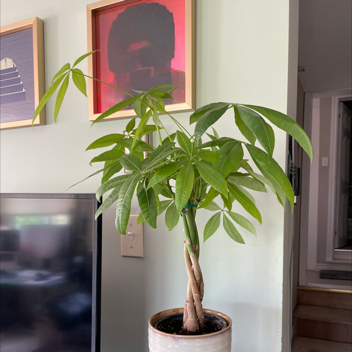 Photo of the plant species Money Tree by @hoetov named Igor on Greg, the plant care app
