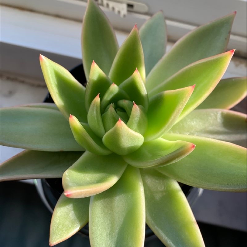 Healthy Lipstick Echeveria with vibrant green leaves and red-tipped edges.