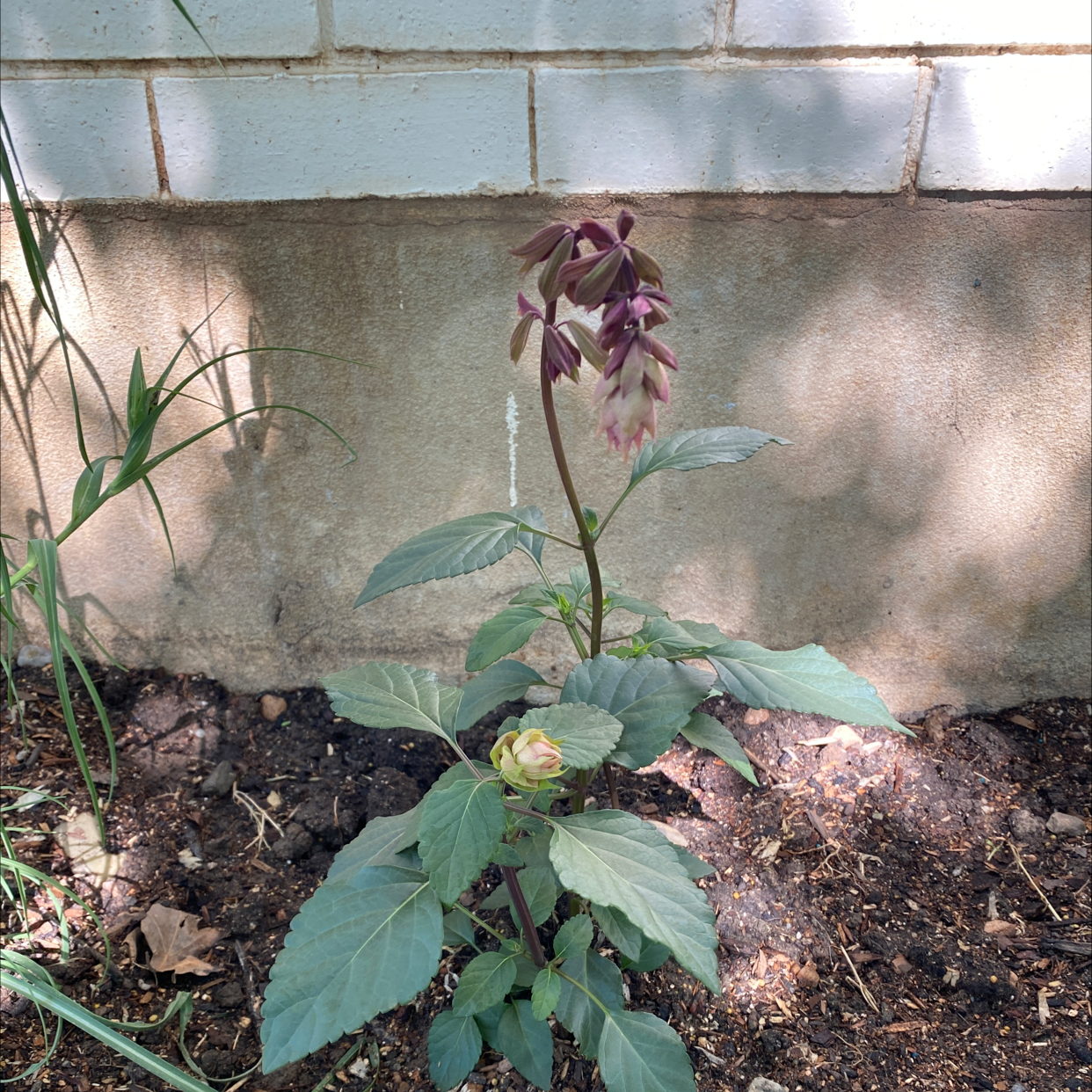 Scarlet Sage plant with flowers growing in soil near a wall.