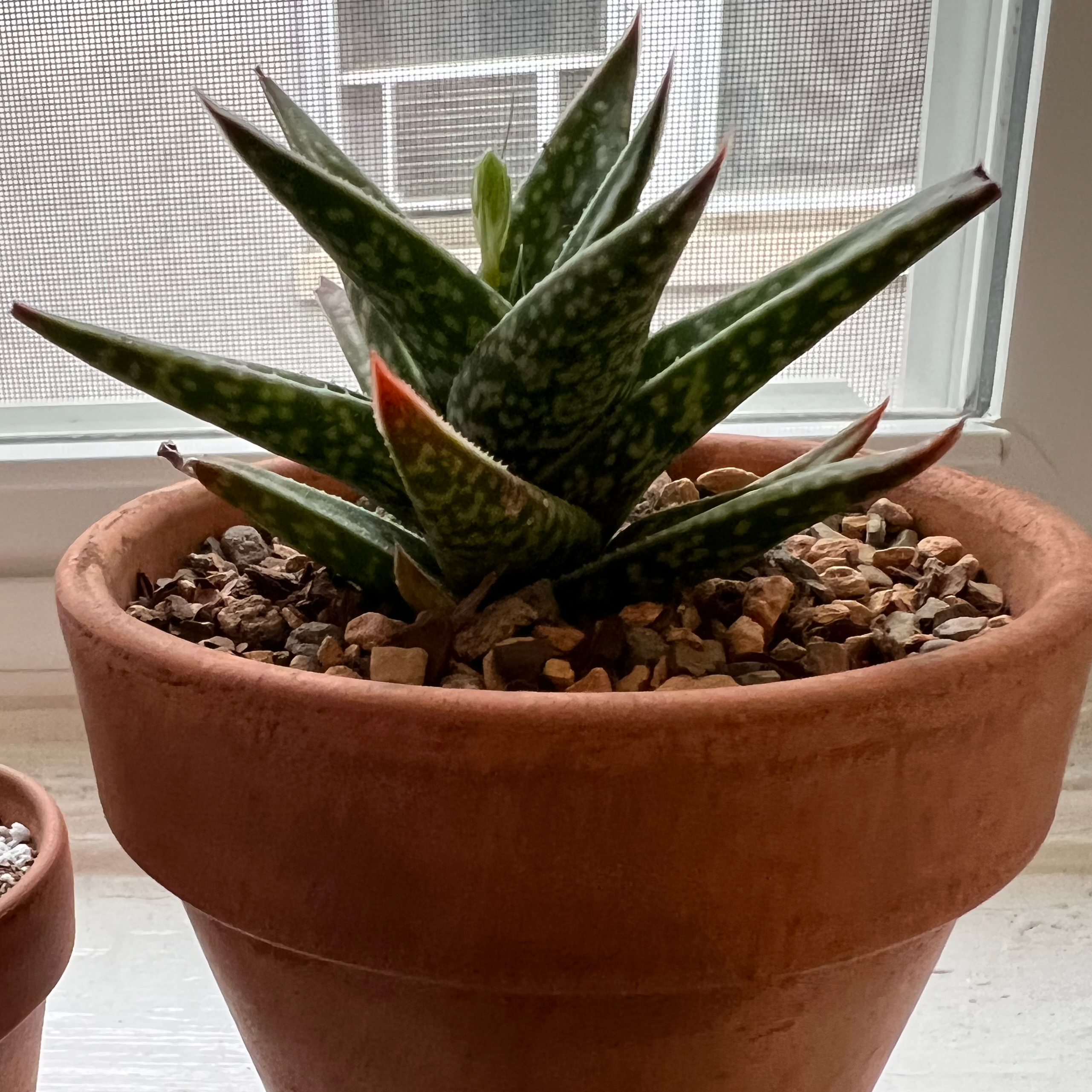 Photo of the plant species Gasteraloe Emmy by @perin named tony on Greg, the plant care app