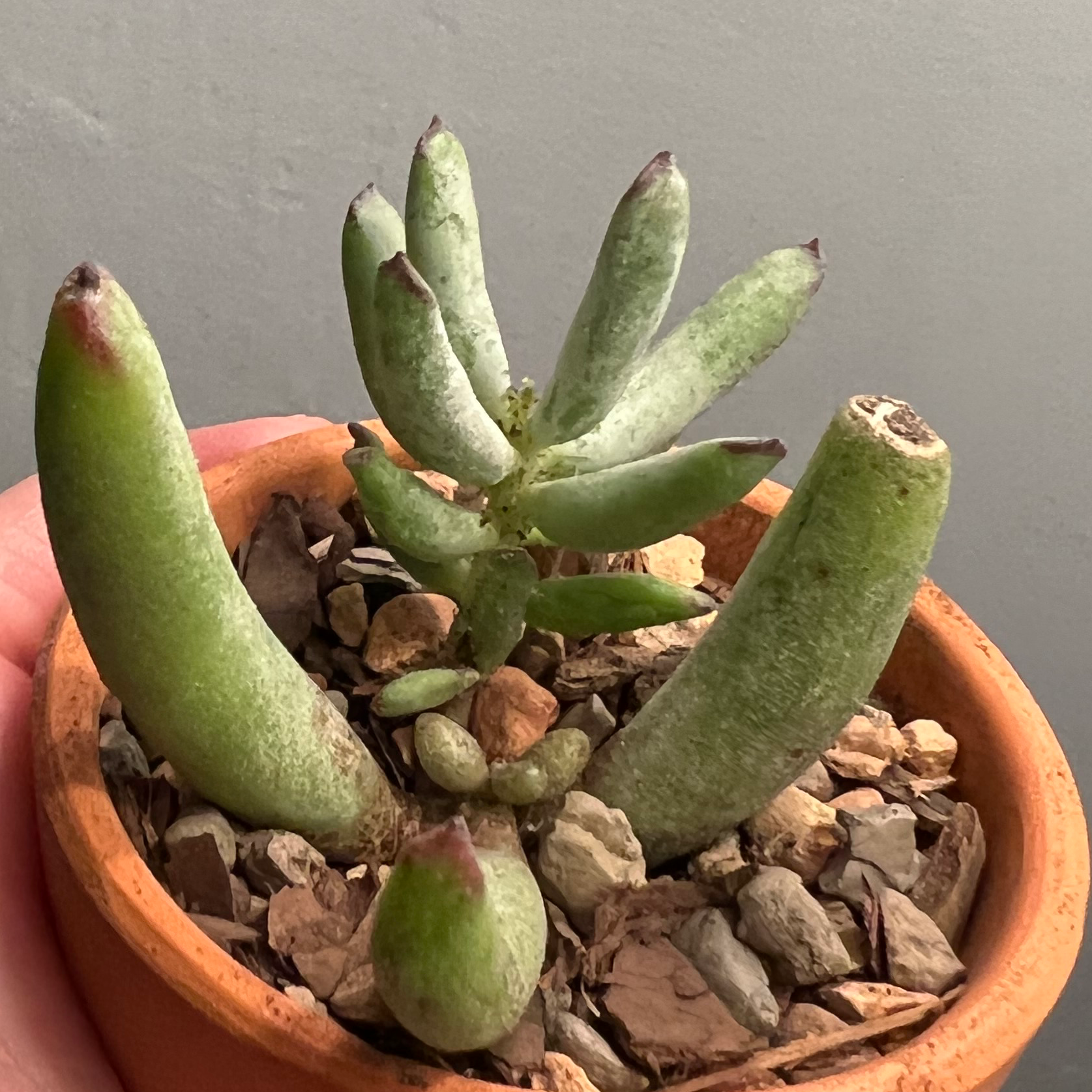 Photo of the plant species Finger Aloe by @perin named oblina on Greg, the plant care app