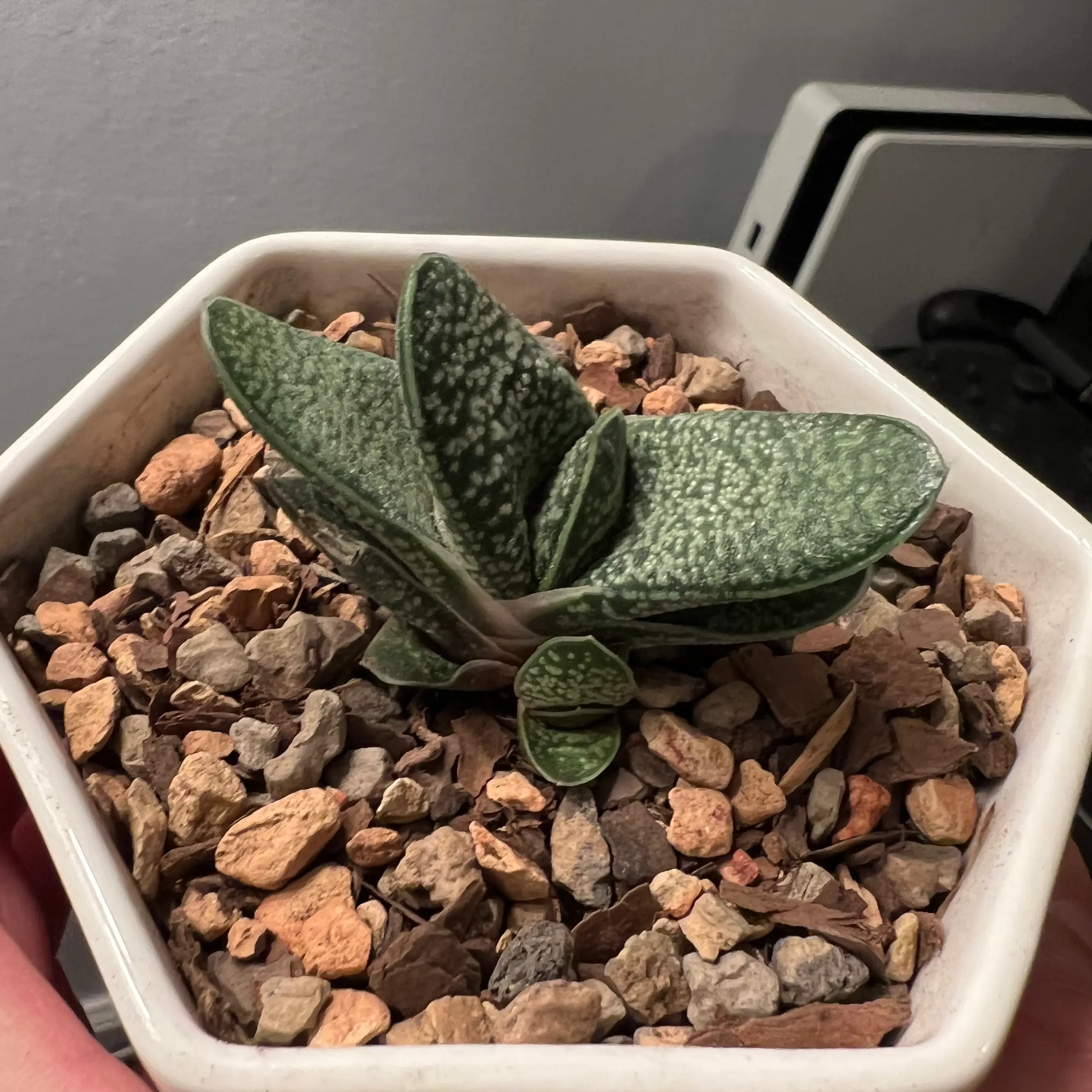 Photo of the plant species Gasteria 'Purple Dragon' by @perin named gabite on Greg, the plant care app