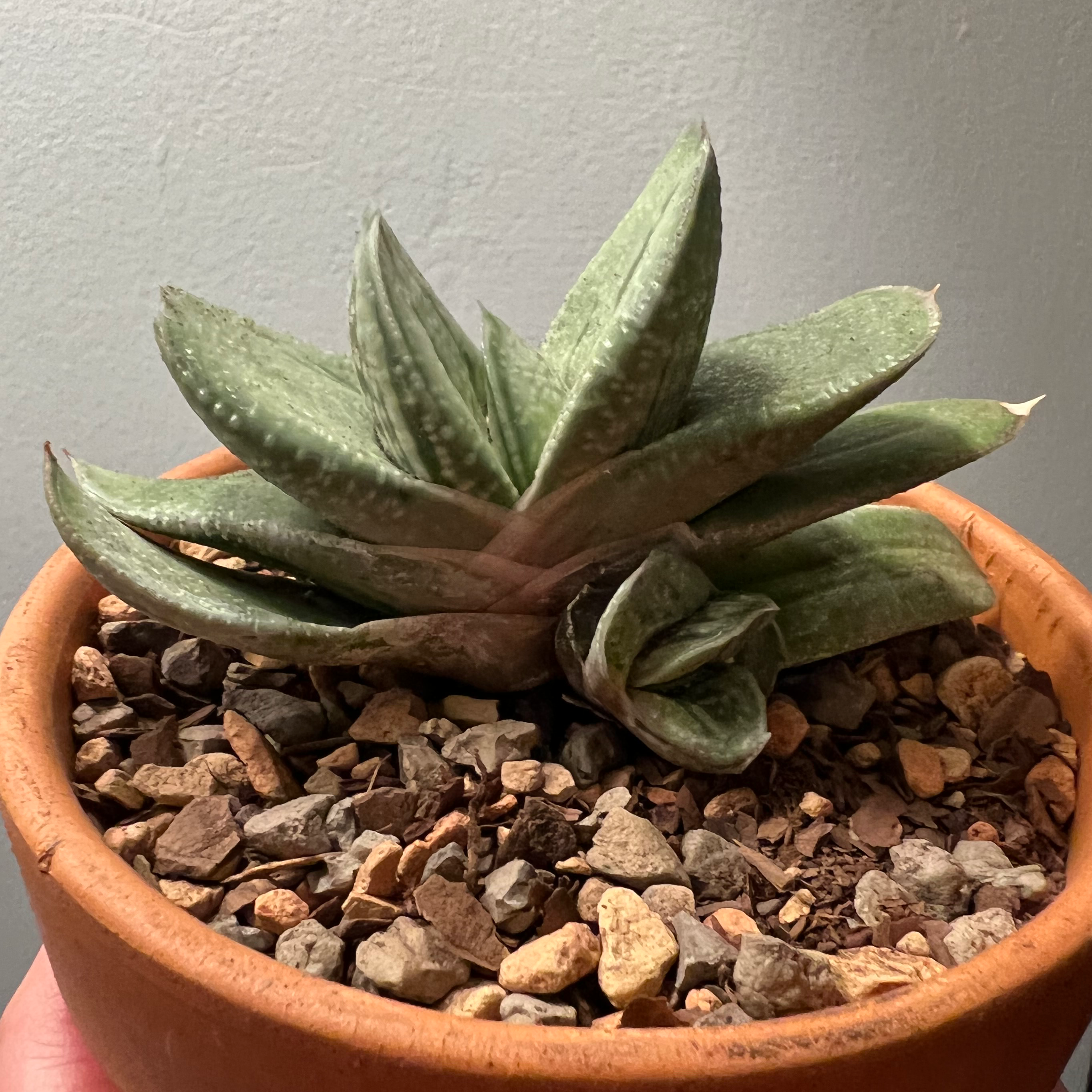 Photo of the plant species Frosty Gasteria by @perin named dave thomas on Greg, the plant care app