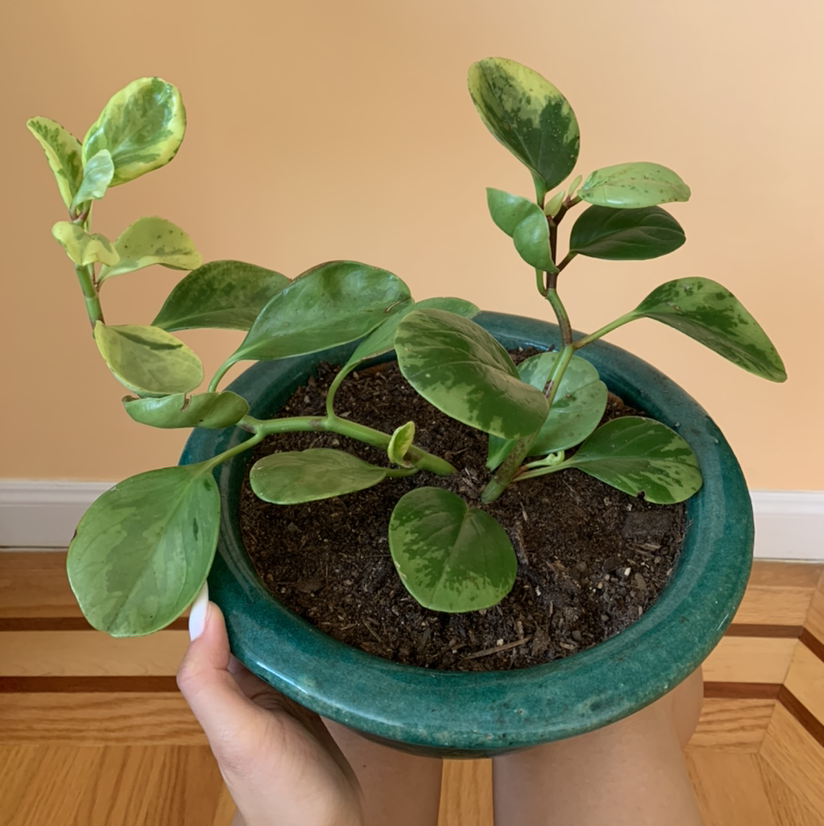 Marble Peperomia plant in a green pot with variegated leaves, some yellowing and browning.