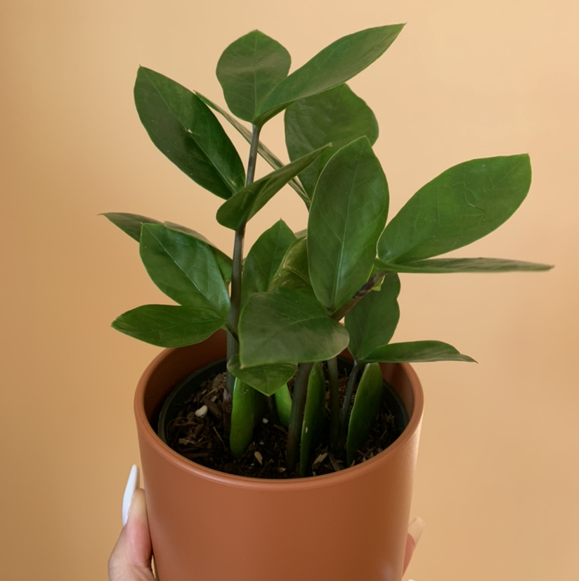 Zamioculcas Zamiifolia plant photo by @growwithme named Juliet on Greg, the plant care app.