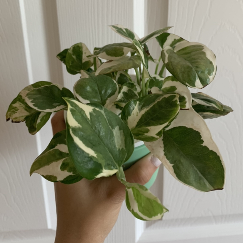 Pothos N' Joy plant photo by @growwithme named Mia Thermopothos on Greg, the plant care app.