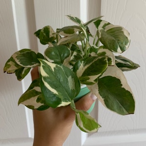 Pothos N' Joy plant photo by @growwithme named Mia Thermopothos on Greg, the plant care app.