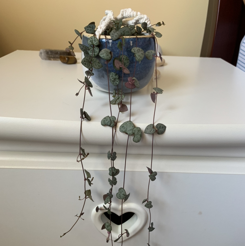 String of Hearts plant photo by @growwithme named Cora on Greg, the plant care app.