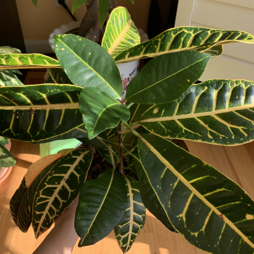 Photo of the plant species Croton 'Magnificent' by @growwithme named Crouton on Greg, the plant care app