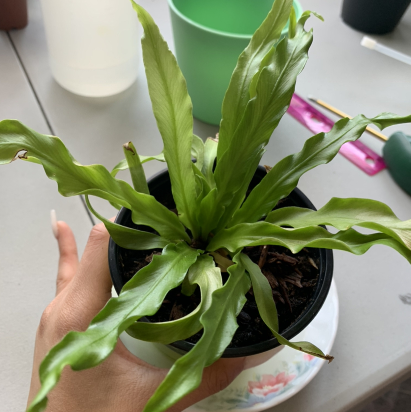 Japanese Bird's Nest Fern plant photo by @growwithme named Moana on Greg, the plant care app.
