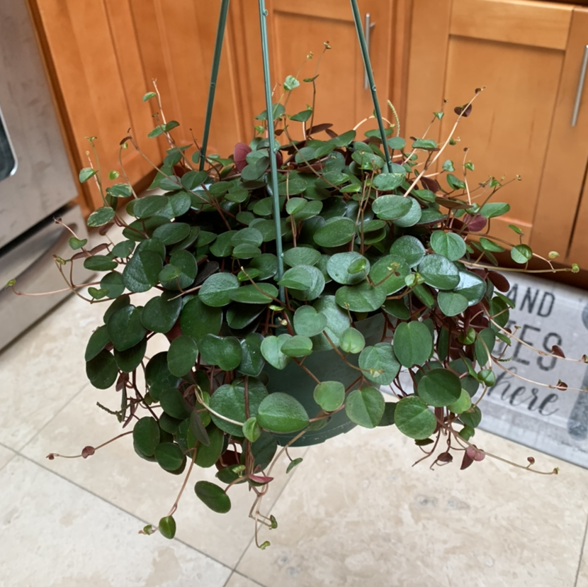 Peperomia 'Ruby Cascade' plant photo by @growwithme named Piper on Greg, the plant care app.