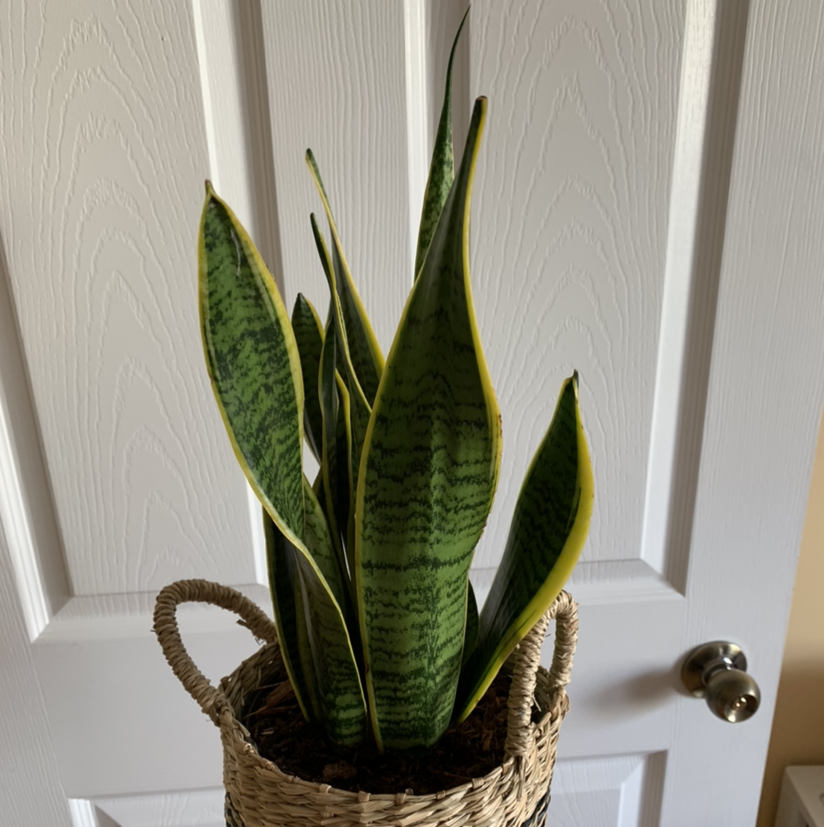 Snake Plant plant photo by @growwithme named Havu on Greg, the plant care app.