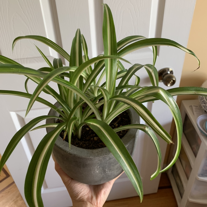 Spider Plant plant photo by @growwithme named Arachne on Greg, the plant care app.