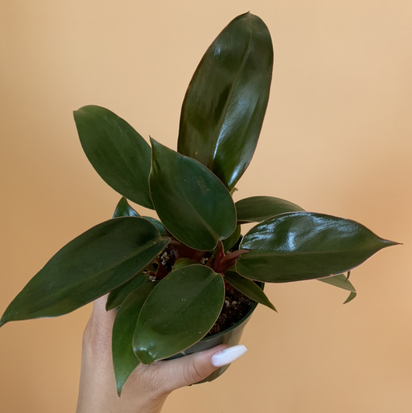 Philodendron 'Red Congo' plant with dark green, glossy leaves held by a hand.