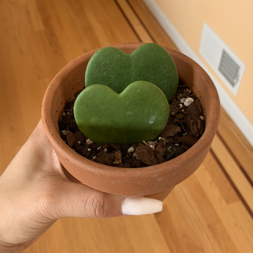 Sweetheart Hoya plant photo by @growwithme named Valentina on Greg, the plant care app.