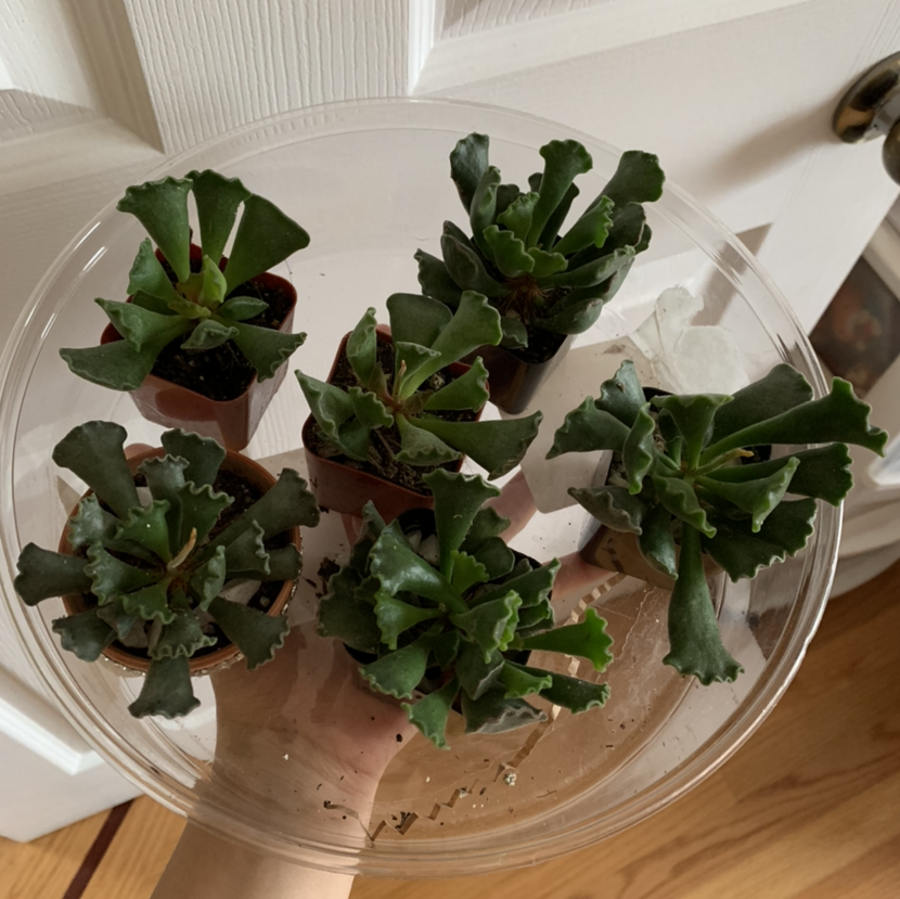 Pillow Feet Crinkle Leaf Plant plant photo by @growwithme named Dumplings on Greg, the plant care app.