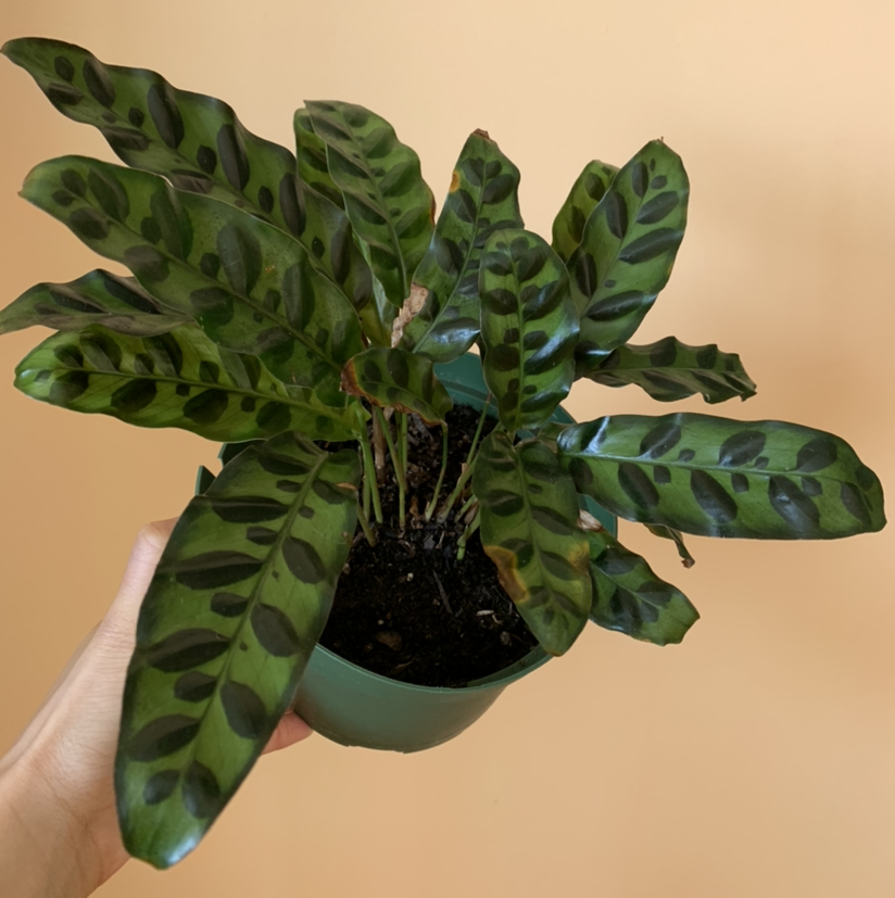 Rattlesnake Plant plant photo by @growwithme named Chu’mana on Greg, the plant care app.