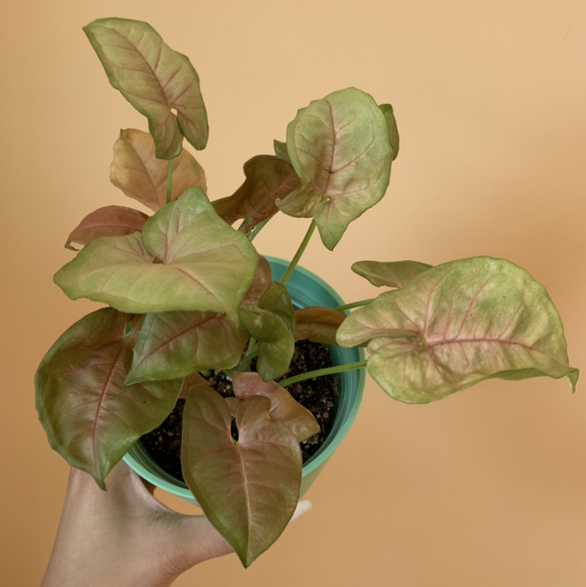 Pink Syngonium plant photo by @growwithme named Strawberry Shortcake on Greg, the plant care app.