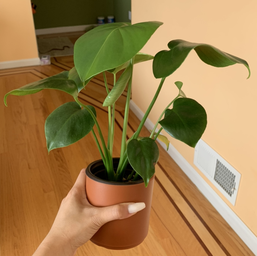 Monstera plant photo by @growwithme named Ambrosia on Greg, the plant care app.