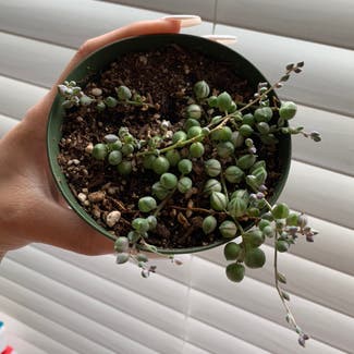 Variegated String of Pearls plant in San Francisco, California