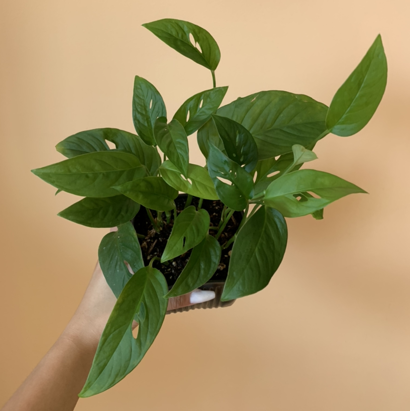 Healthy Monstera lechleriana plant with vibrant green leaves held by a hand.