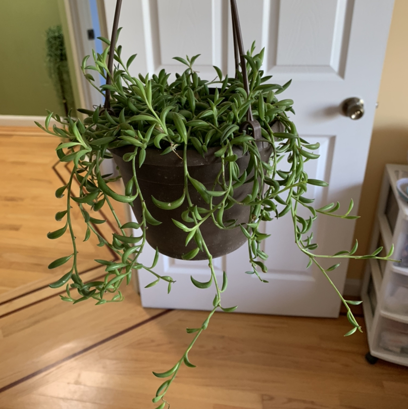 String of Bananas plant photo by @growwithme named Buttercup on Greg, the plant care app.