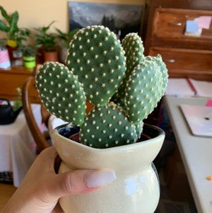 Bunny Ears Cactus plant photo by @growwithme named Thumper on Greg, the plant care app.