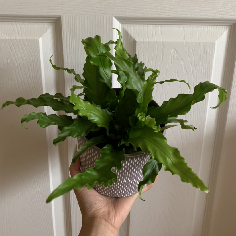 Bird's Nest Fern plant photo by @growwithme named Circe on Greg, the plant care app.