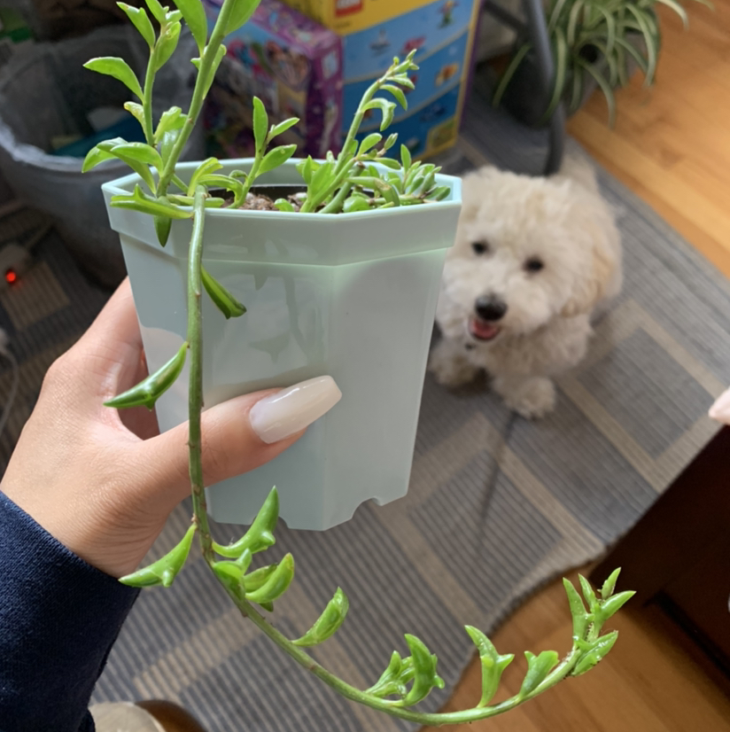 String of Dolphins plant photo by @growwithme named Delphina on Greg, the plant care app.