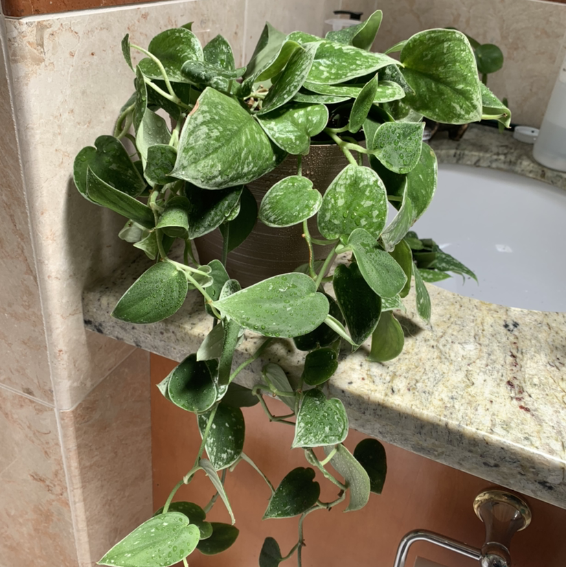 Satin Pothos plant photo by @growwithme named Astrid on Greg, the plant care app.