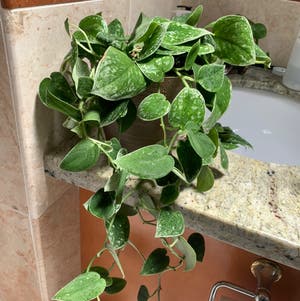 Satin Pothos plant photo by Growwithme named Astrid on Greg, the plant care app.