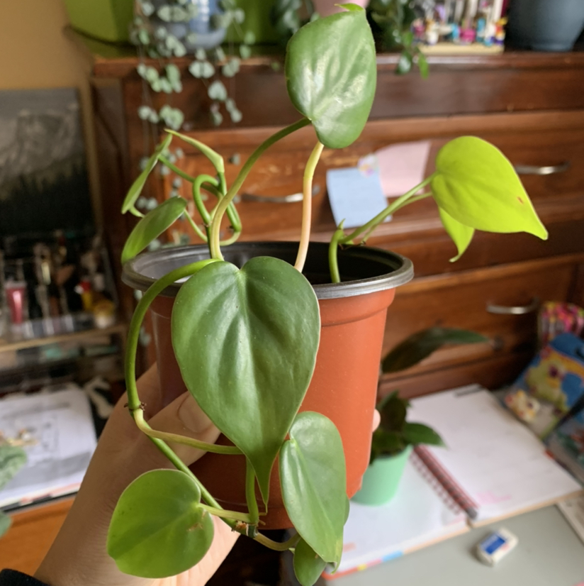 Photo of the plant species Philodendron cordatum by @growwithme named Jada on Greg, the plant care app