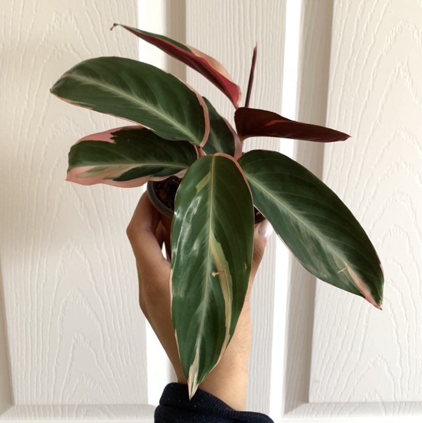 Stromanthe sanguinea 'Tricolor' plant photo by @growwithme named Milan on Greg, the plant care app.