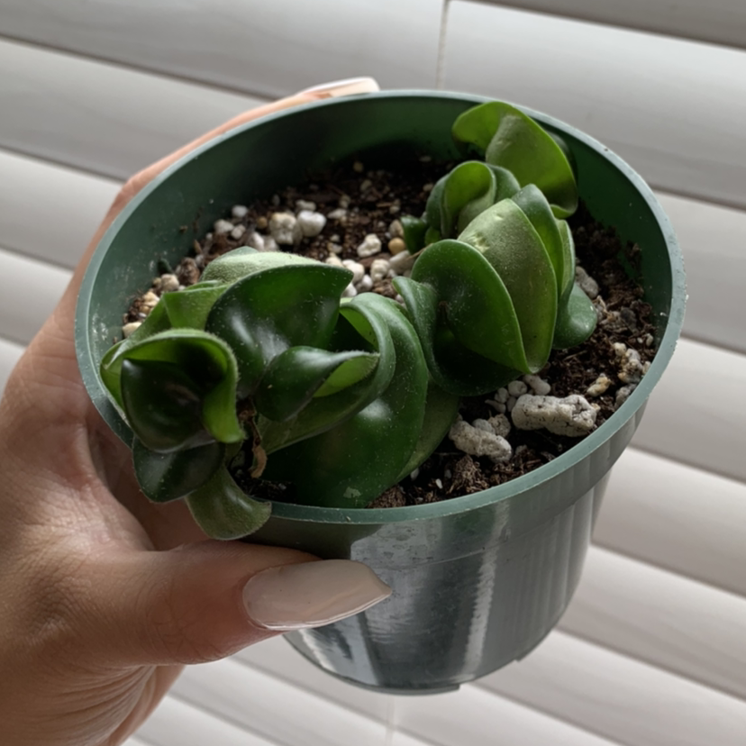 Hoya carnosa 'Compacta' plant photo by @growwithme named Curly Fries on Greg, the plant care app.