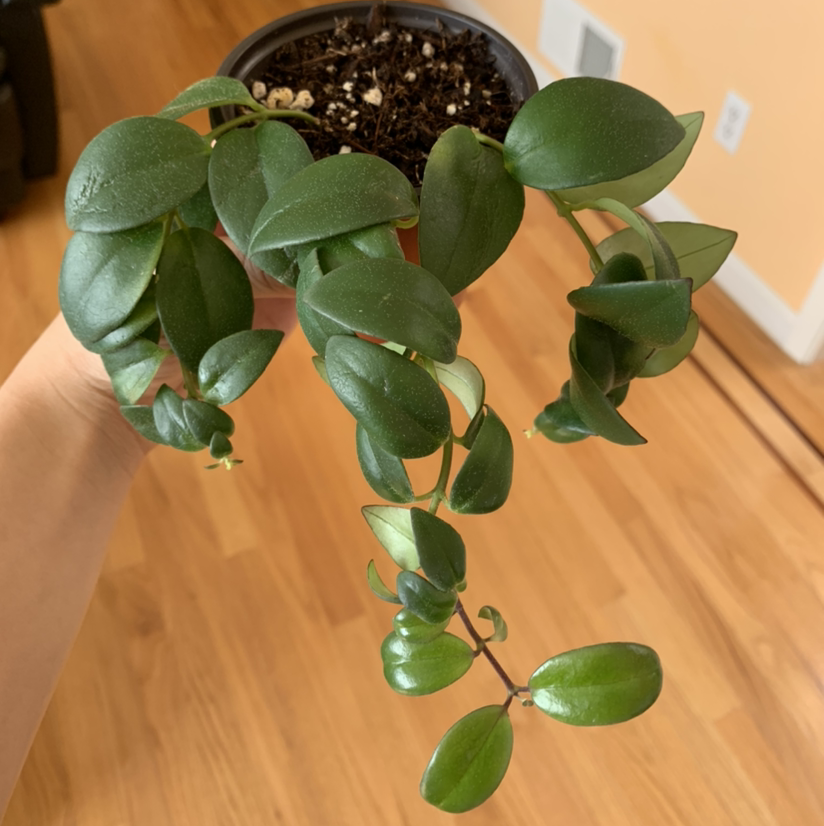 Lipstick Vine plant photo by @growwithme named Lola on Greg, the plant care app.
