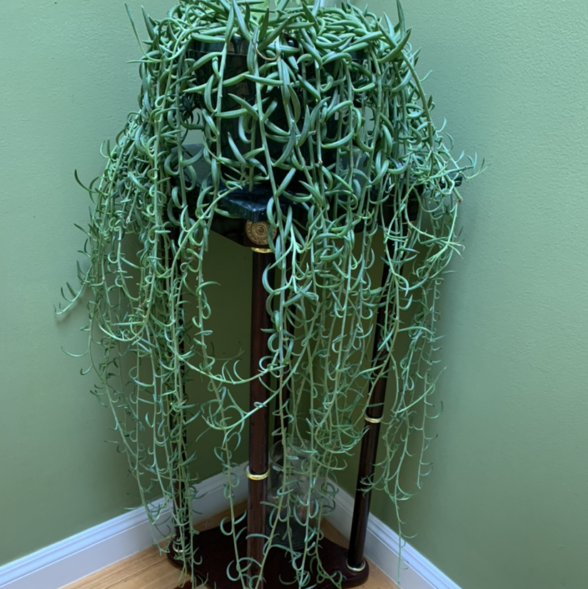 String of Bananas plant photo by @growwithme named Noodles on Greg, the plant care app.