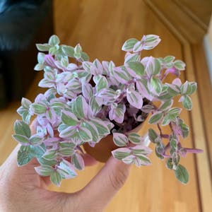 Callisia Pink Panther plant photo by @growwithme named Mariposa on Greg, the plant care app.