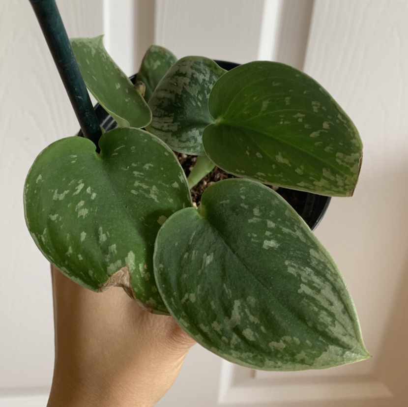 Satin Pothos plant photo by @growwithme named Yin on Greg, the plant care app.