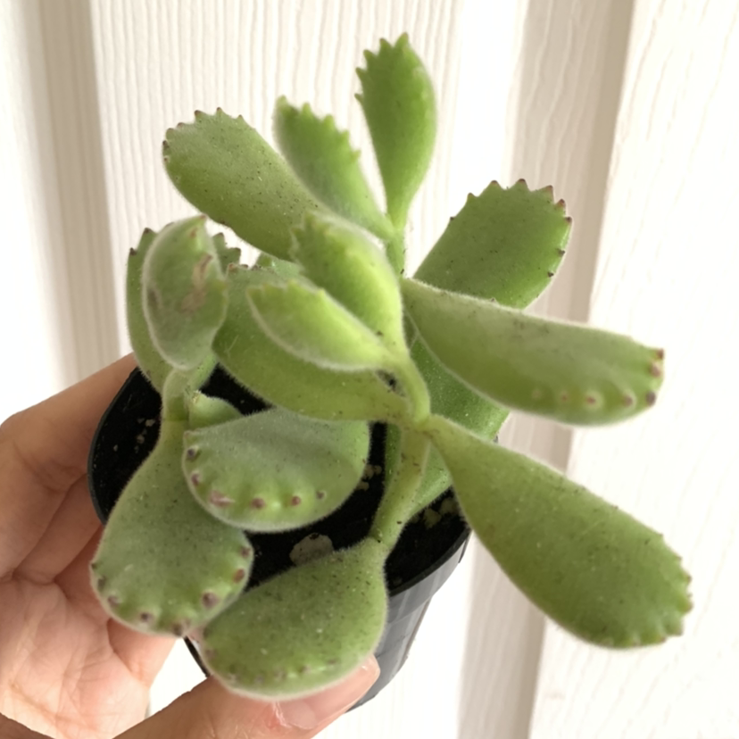 Bear's Paw plant photo by @growwithme named Paddington on Greg, the plant care app.