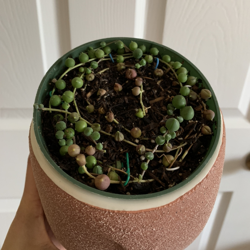 String of Pearls plant photo by @growwithme named Lulu on Greg, the plant care app.