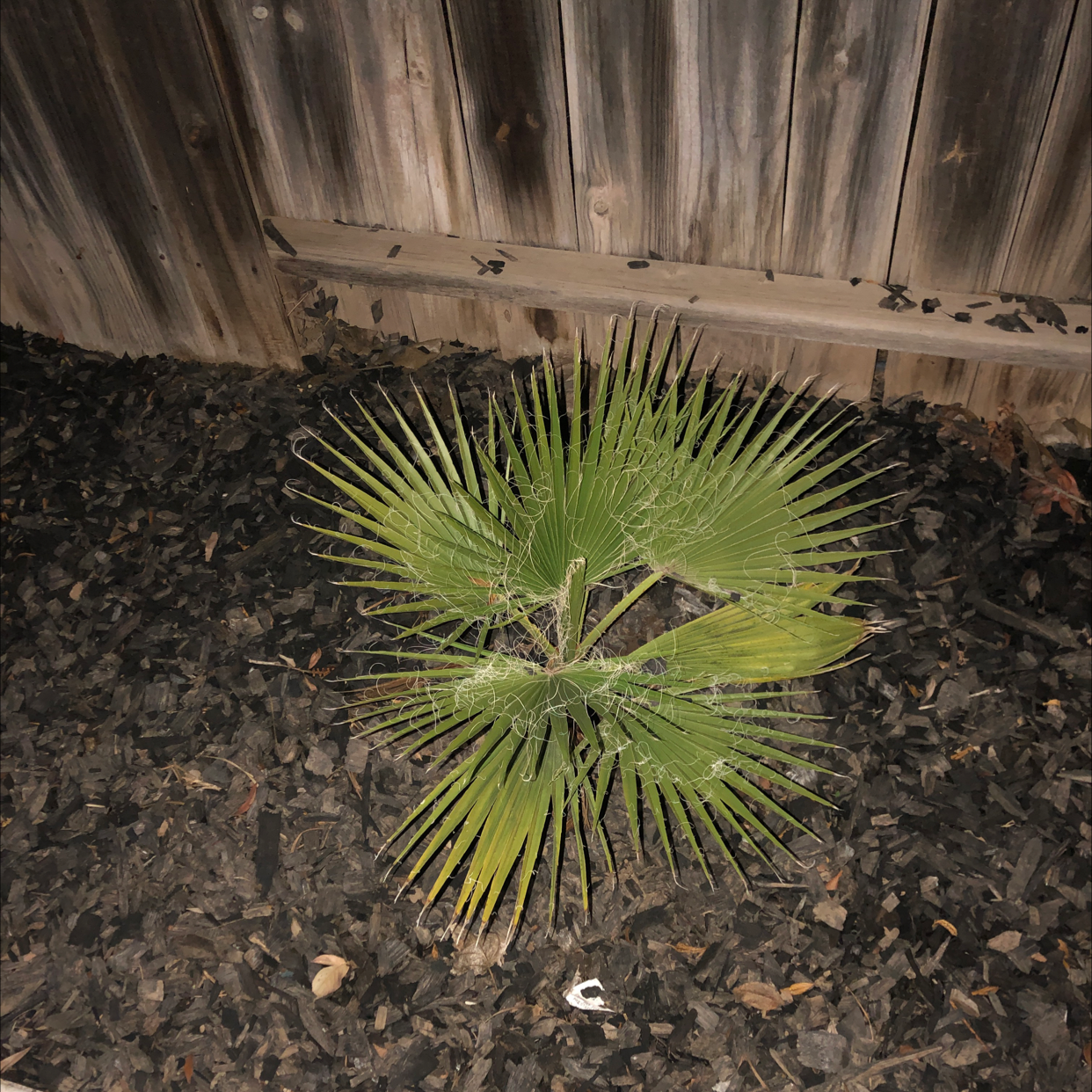European Fan Palm planted in a mulched area near a wooden fence.