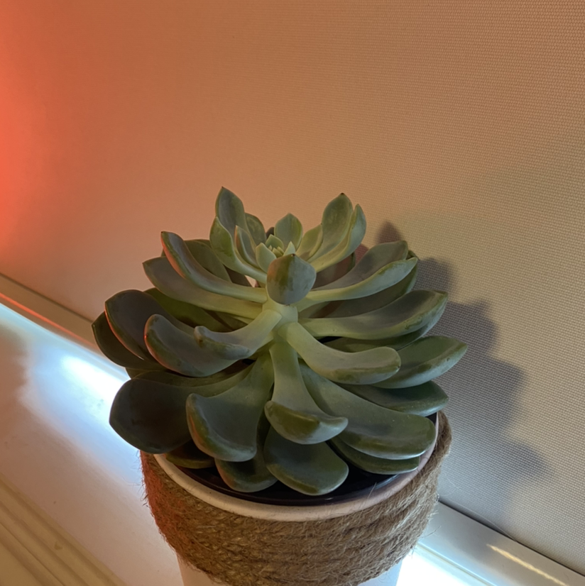 Mexican Snowball plant photo by @kambraid named dababy on Greg, the plant care app.