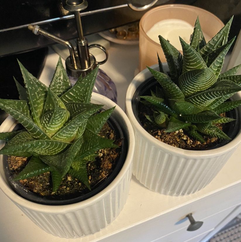 Zebra Plant plant photo by @kambraid named tiny twins on Greg, the plant care app.