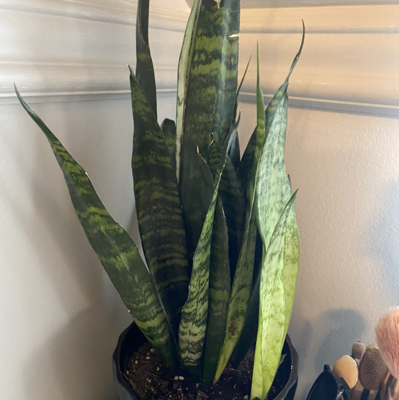 Snake Plant plant photo by @kambraid named snake plant on Greg, the plant care app.
