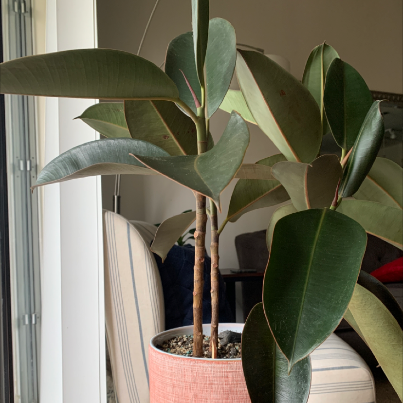 Burgundy Rubber Tree in a decorative pot indoors with healthy dark green leaves.