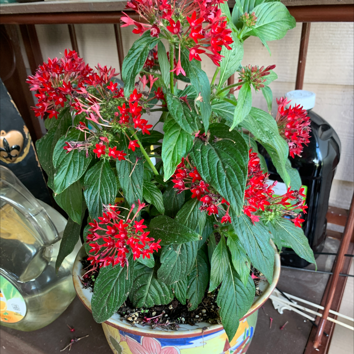 Potted Egyptian Starcluster with vibrant red flowers and healthy green leaves.