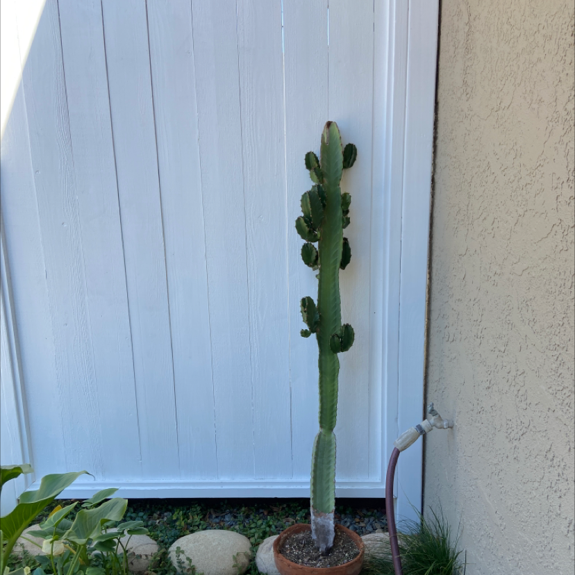 Tall, columnar cactus with multiple arms, likely a Giant African Candelabra Tree, in a pot.